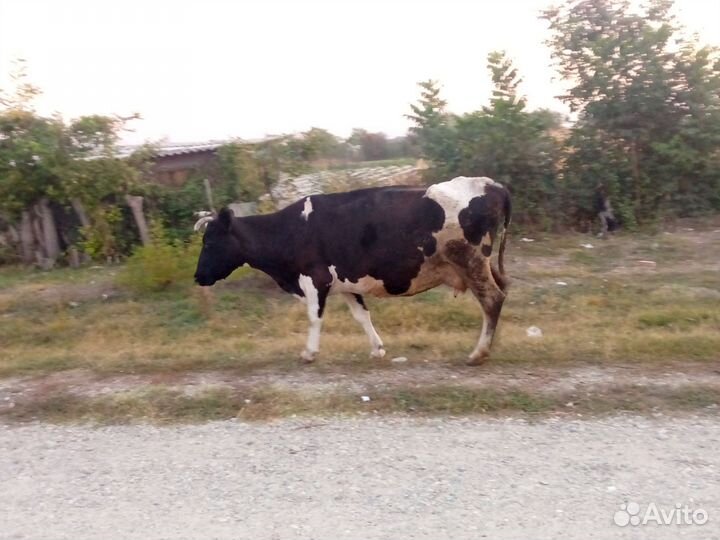 Корова дойная