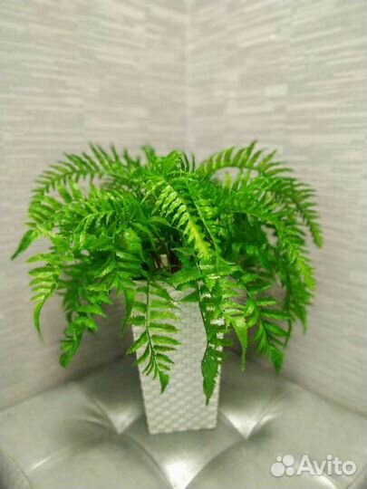 Искусственное дерево папоротник,композиция в кашпо