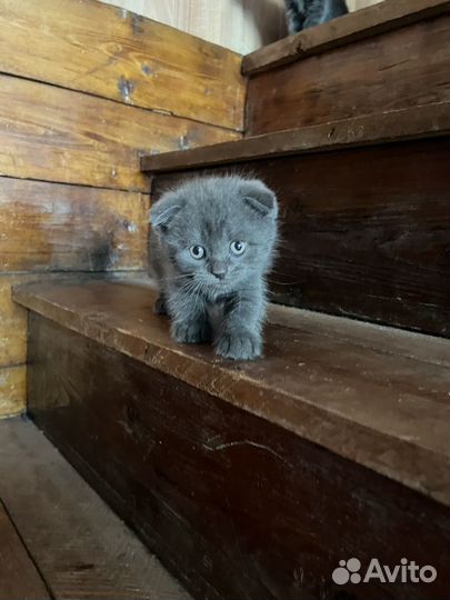 Британские котята