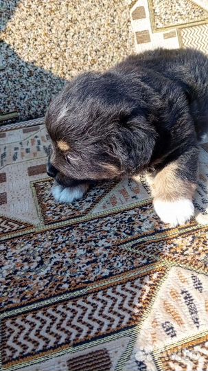 Собаки бесплатно в добрые руки щенки