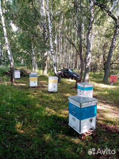 Пчелопакеты Carnica Troiseck