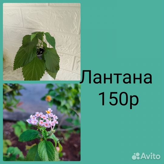 Комнатные цветы