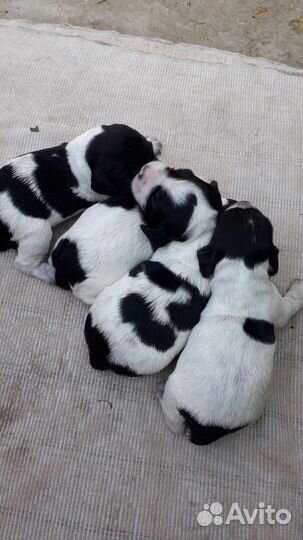 Щенки русского спаниеля