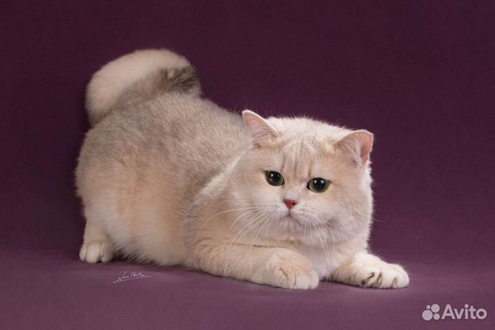 Золотая шиншилла ау12