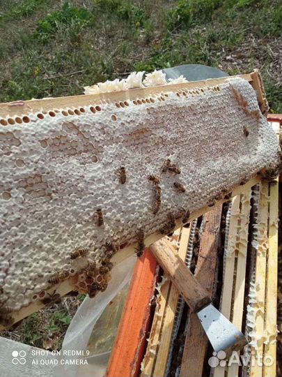 Мед в сотах, липовый, гречишный, цветочный