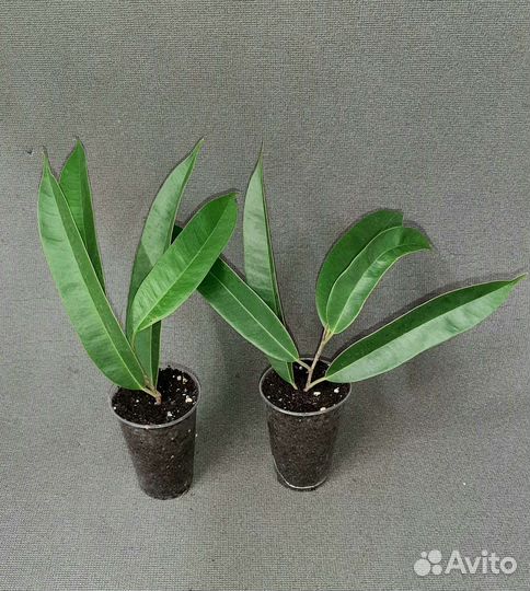 Фикус Амстел Кинг, почта