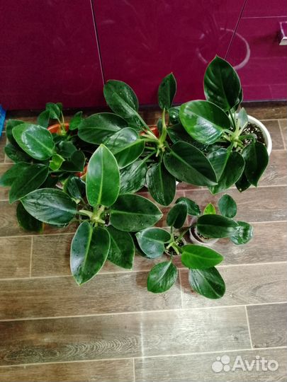 Мох живой замороженный