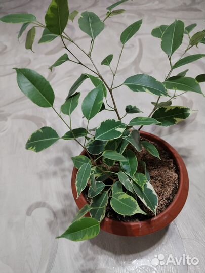 Фикус бенджамина