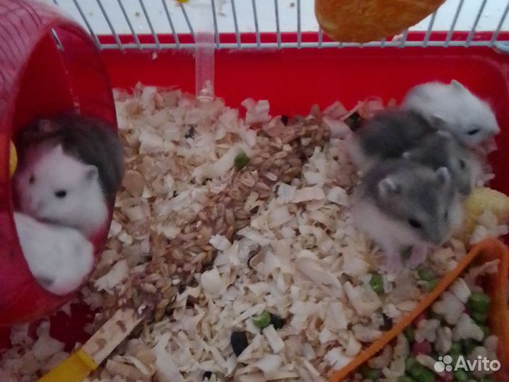 Джунгарский хомяк