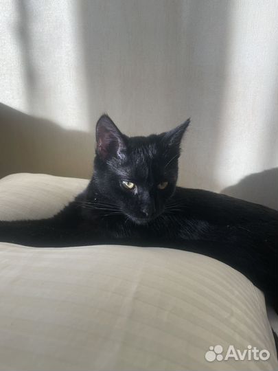 Черный котенок
