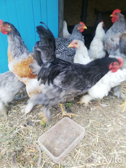 Петух породы Брама