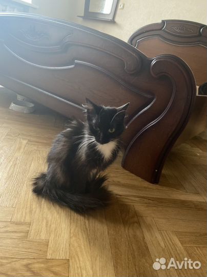 Кошки в добрые руки