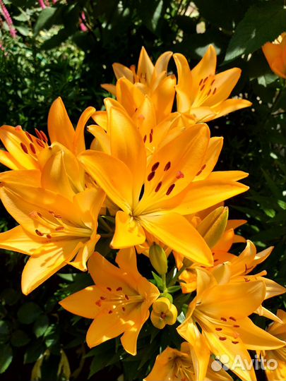 Многолетние цветы