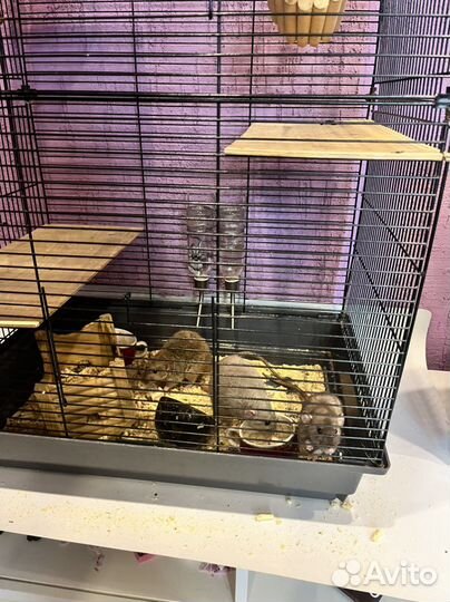 Крыса дамбо с клеткой