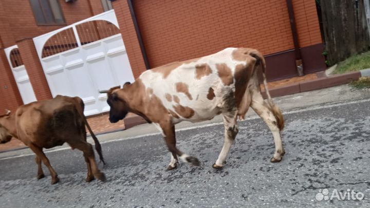 Коровы дойные