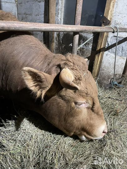 Бык на племя.Лимузин.2 года. 250 т