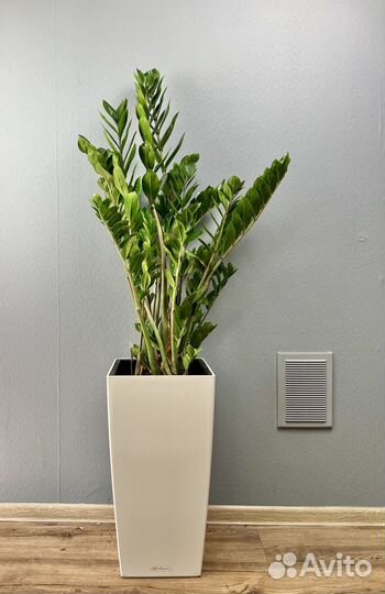 Замиокулькас в кашпо Lechuza 140см