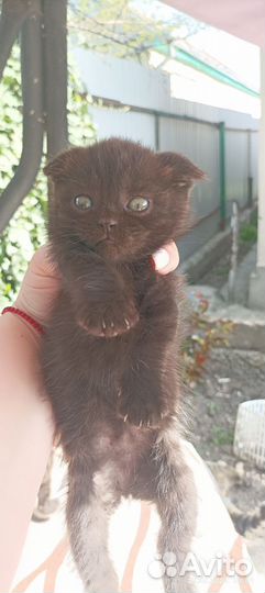 Кошка в дар бесплатно