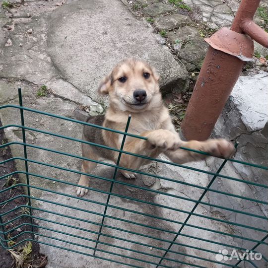 Щенок девочка в добрые руки