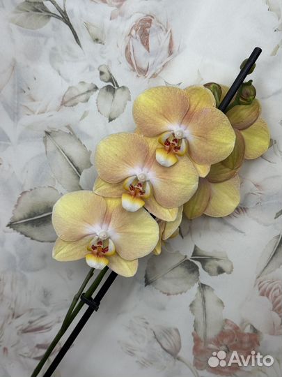Орхидея фаленопсис