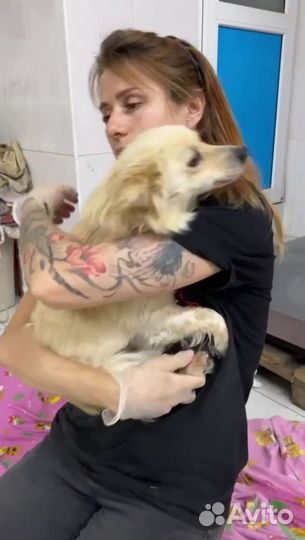 Зоотакси по России