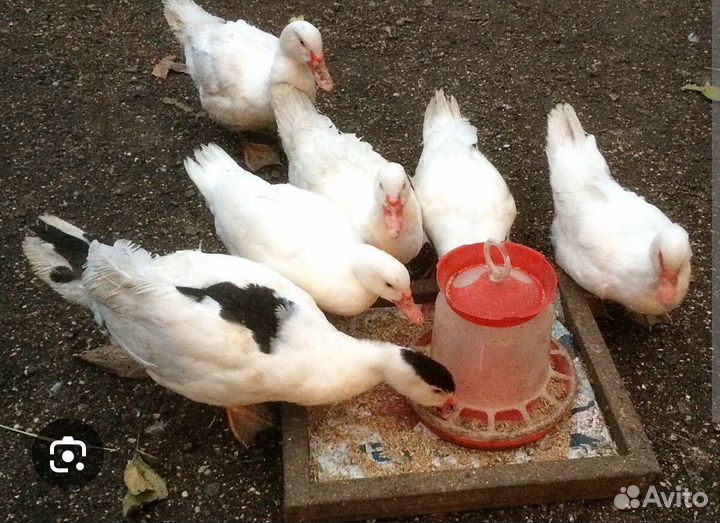 Индоутки тяжелой линии