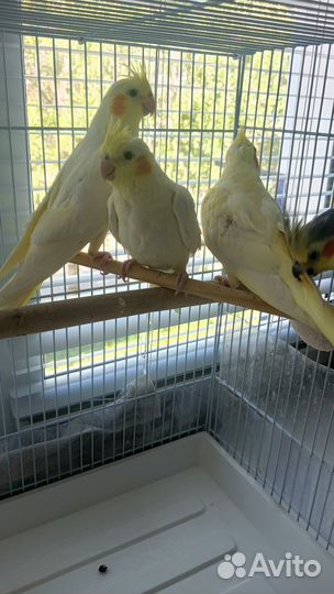 Попугай корелла птенец