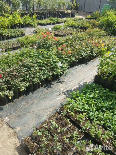 Растения, Саженцы, Цветы, Кустарники, Многолетники