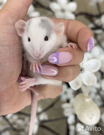 Крысята Дамбо. Крыса дамбо, Крысята