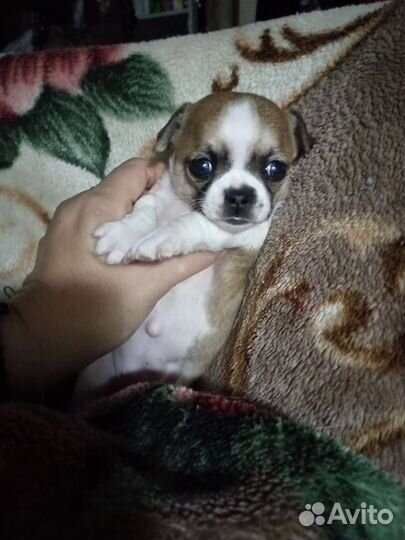 Щенки чихуахуа