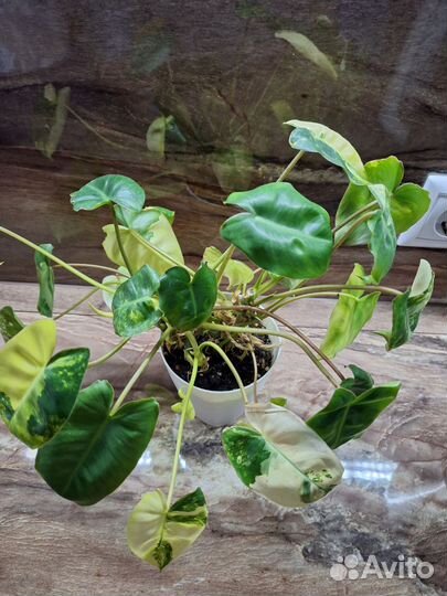 Филодендрон бурле Макс вариегатный