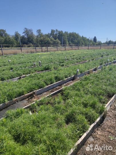 Сеянцы ели европейской зкс в розницу