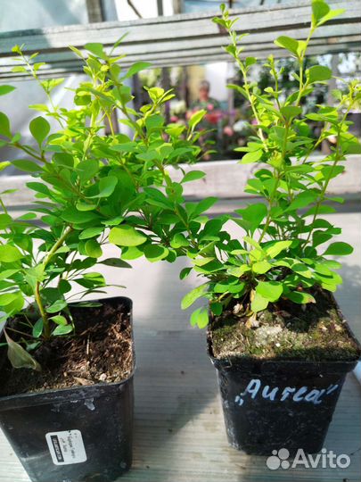 Барбарис тумберга