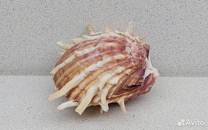 Спондилус 8,3 морская ракушка раковина