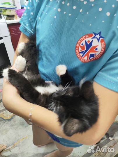 Котенок мальчик очень ласковый,добрый,черный в дар