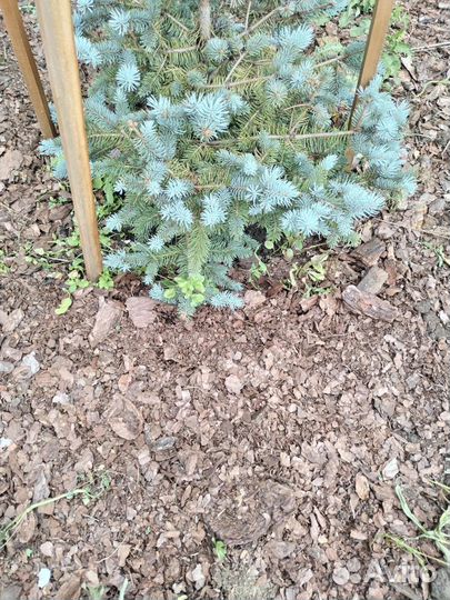 Кора сосны, мульча