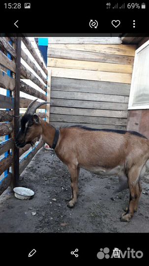 Альпийские козы