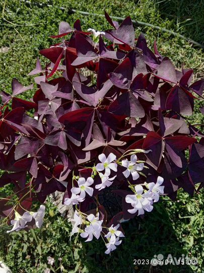 Оксалис (кислица) зелёный и фиолет