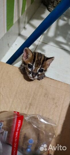 Азиатский леопардовый котенок. алк