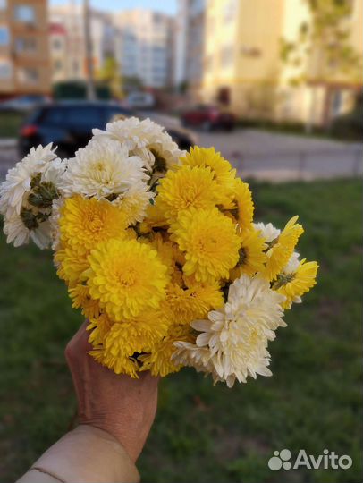 Хризантема мультифлора