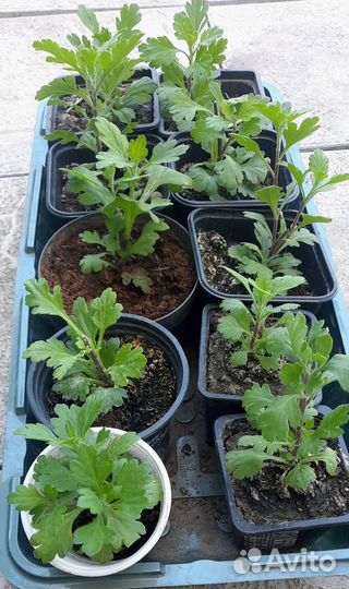 Хризантемы мультифлора (шаровидная)