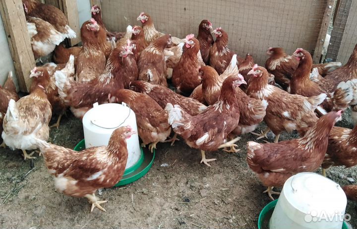 С/х петухи и куры-молодки
