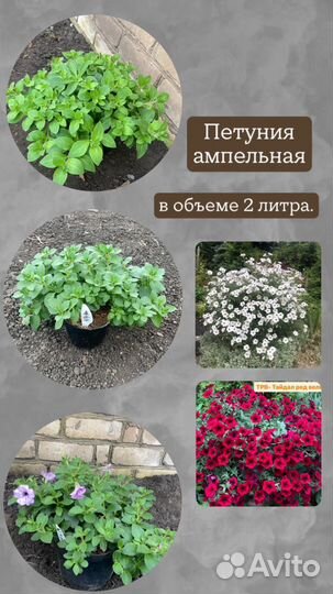 Петуния