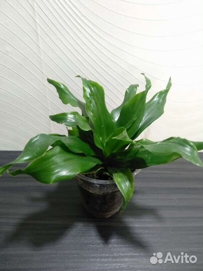 Оксалис, драцена, крестовник, драцена