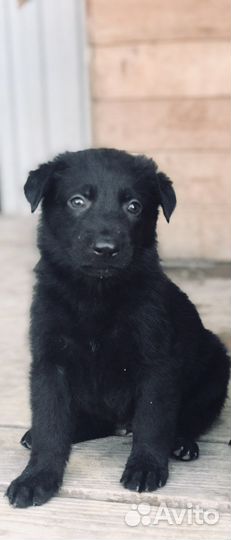 Немецкая овчарка черного окраса