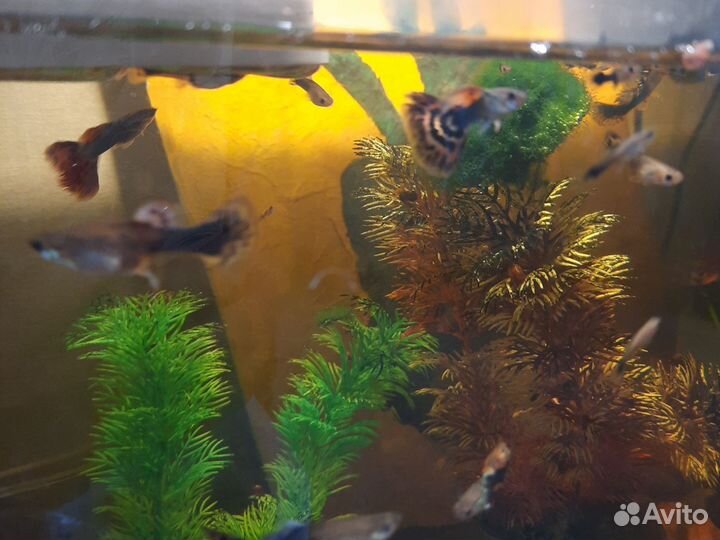Аквариумные рыбки гуппи