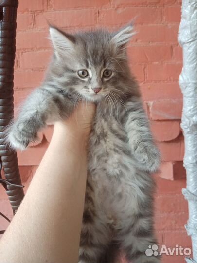 Мейн-кун котик