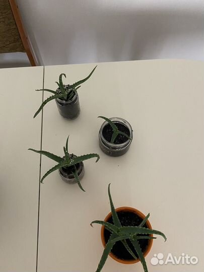 Цветок алоэ