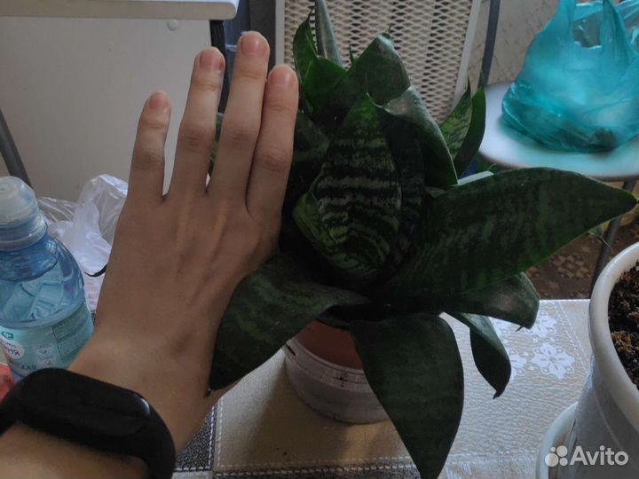 Сансевиерия (короткие 20см и длинные110см)