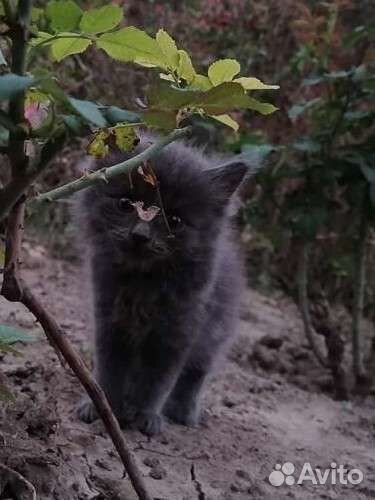 Котики бесплатно в добрые руки